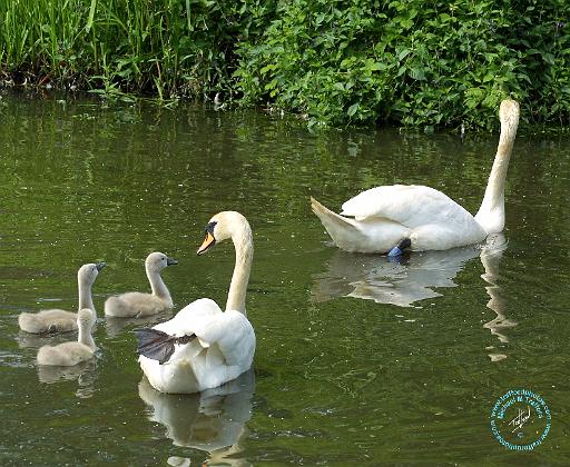 Mute Swan 9R054D-127.JPG